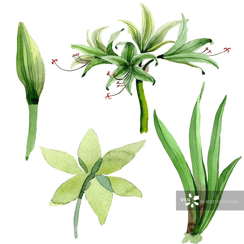 朱顶红植物水彩花卉插画图片素材