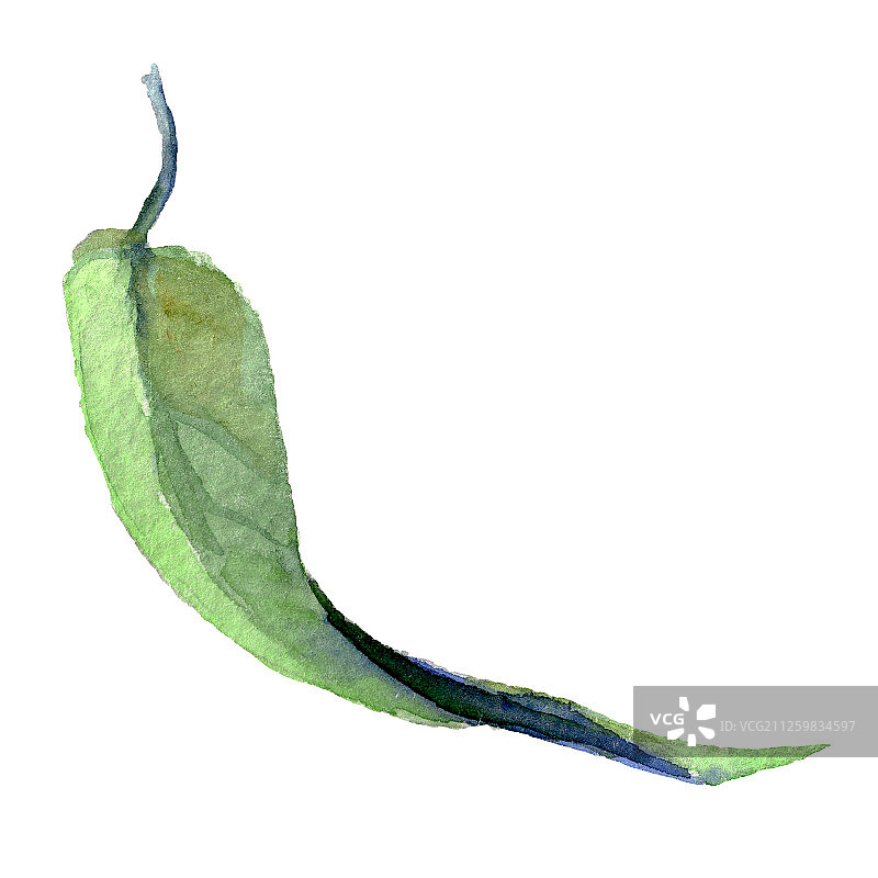 桉树绿叶植物花卉水彩背景图案，孤立的桉树手绘元素图片素材