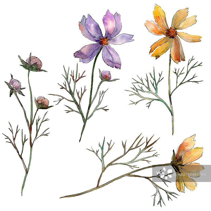 波斯菊花卉植物。水彩背景图集。独立花卉图例元素。图片素材