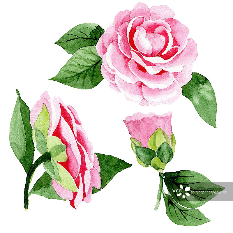 粉色山茶花水彩花卉背景插画元素图片素材