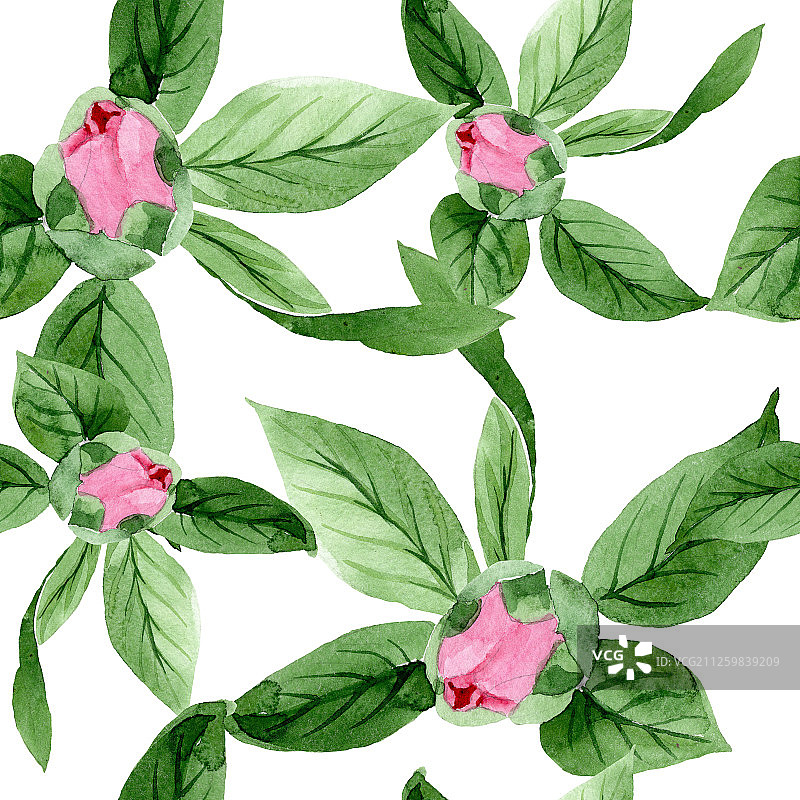 粉色山茶花卉植物花卉，水彩背景插图集，无缝背景图案图片素材