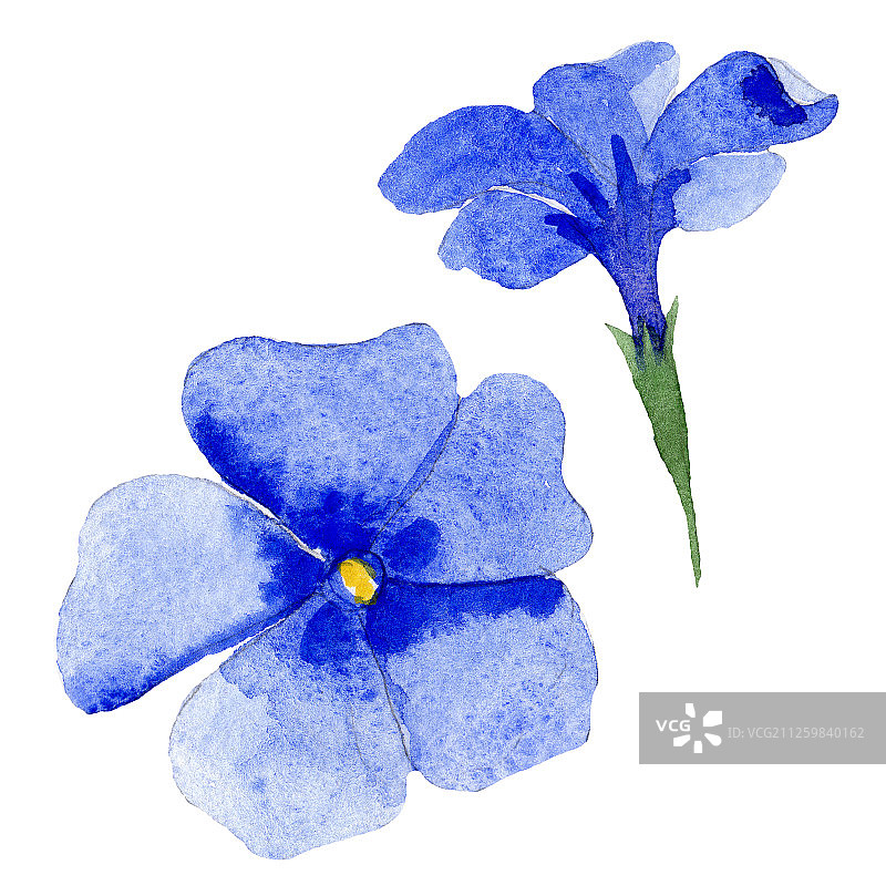 福禄考花卉水彩插画元素集图片素材