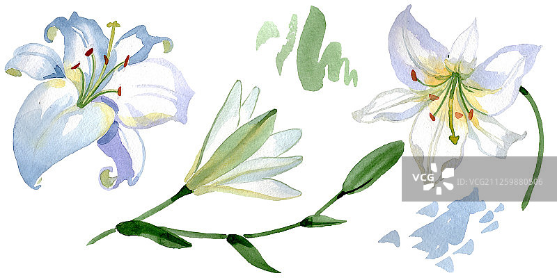 白色百合花卉植物水彩背景插画图片素材