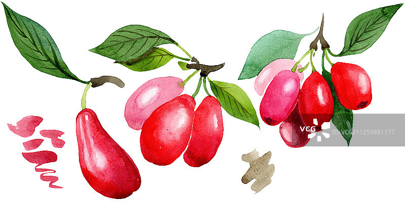 山茱萸红色果实和绿叶。水彩背景插图集。孤立的 Cornus mas 插图元素。图片素材