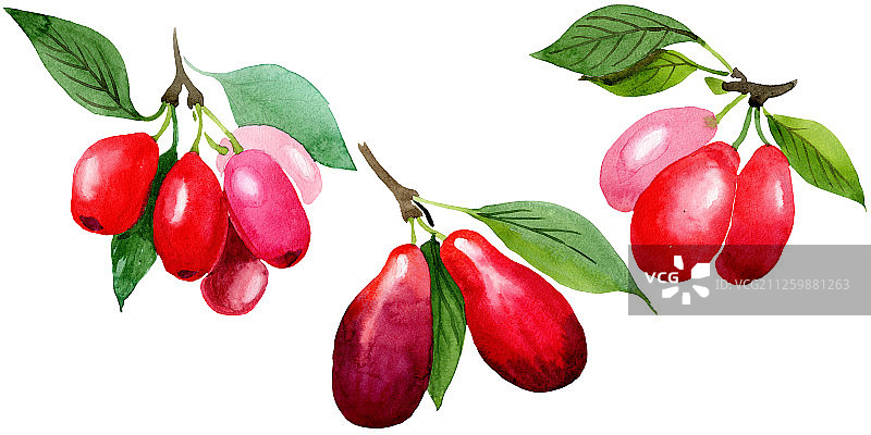 山茱萸红色果实和绿叶。水彩背景插图集。孤立的 Cornus mas 插图元素。图片素材