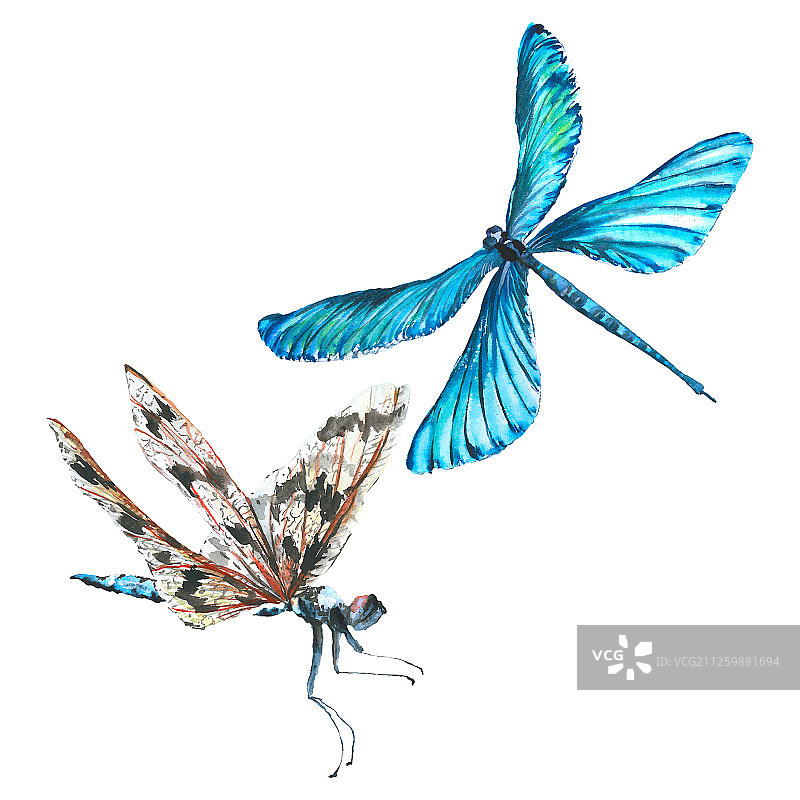 异国情调的蜻蜓野生昆虫，水彩背景插图集，独立的蜻蜓插图元素图片素材