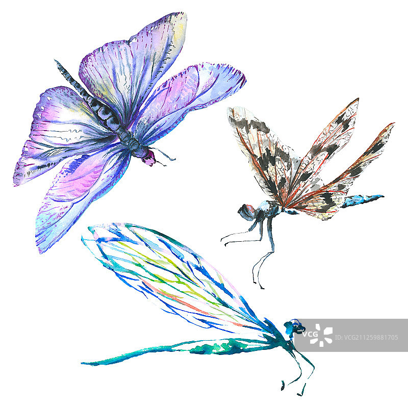 异国情调的蜻蜓野生昆虫，水彩背景插图集，独立的蜻蜓插图元素图片素材