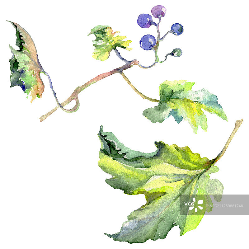 水彩风格的葡萄浆果健康食品。水彩背景素材。孤立的水果插图元素。图片素材
