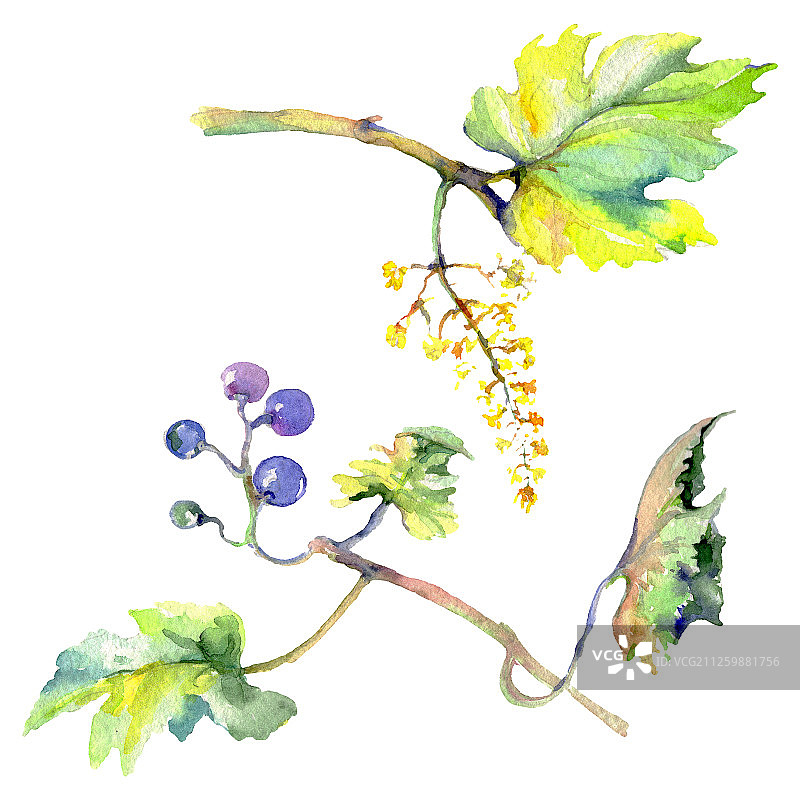 水彩风格的葡萄浆果健康食品。水彩背景素材。孤立的水果插图元素。图片素材
