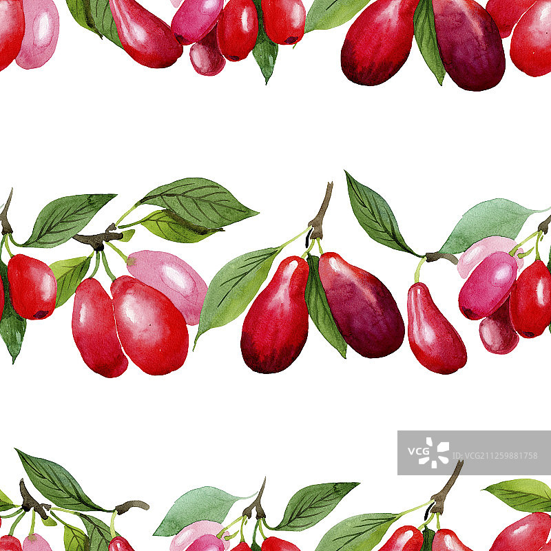 山茱萸红色果实和绿色叶子水彩背景插图图片素材