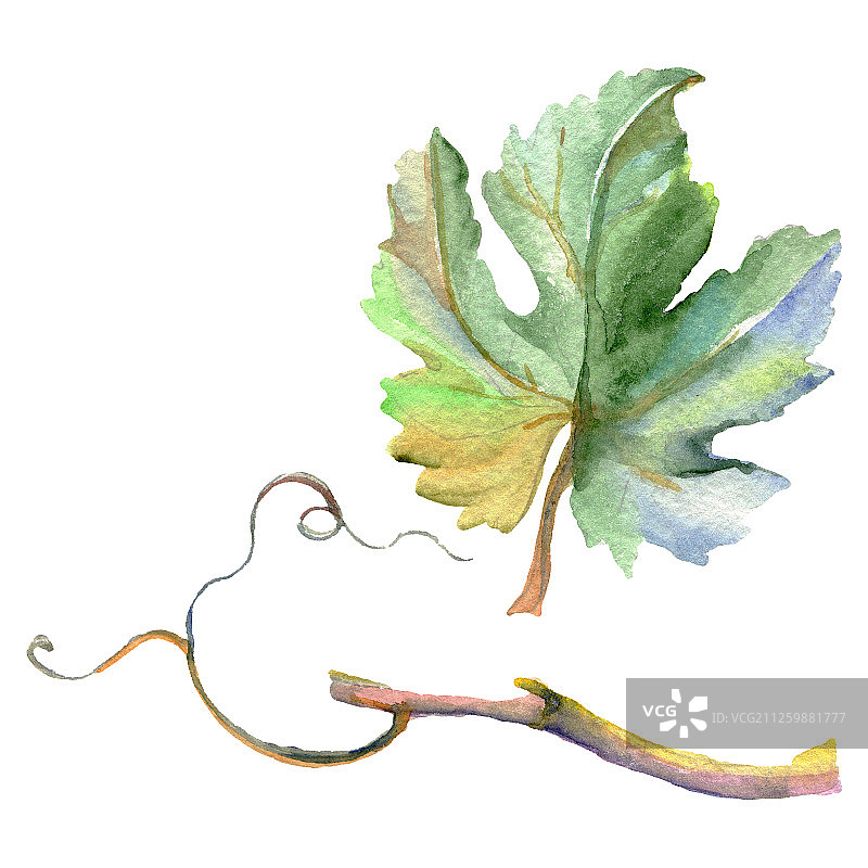 绿色葡萄藤叶子枝条水彩背景插图，独立葡萄插图元素图片素材