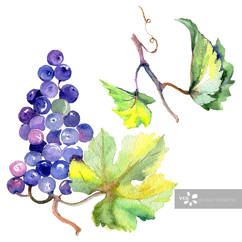 水彩风格的葡萄浆果健康食品。水彩背景素材。孤立的水果插图元素。图片素材