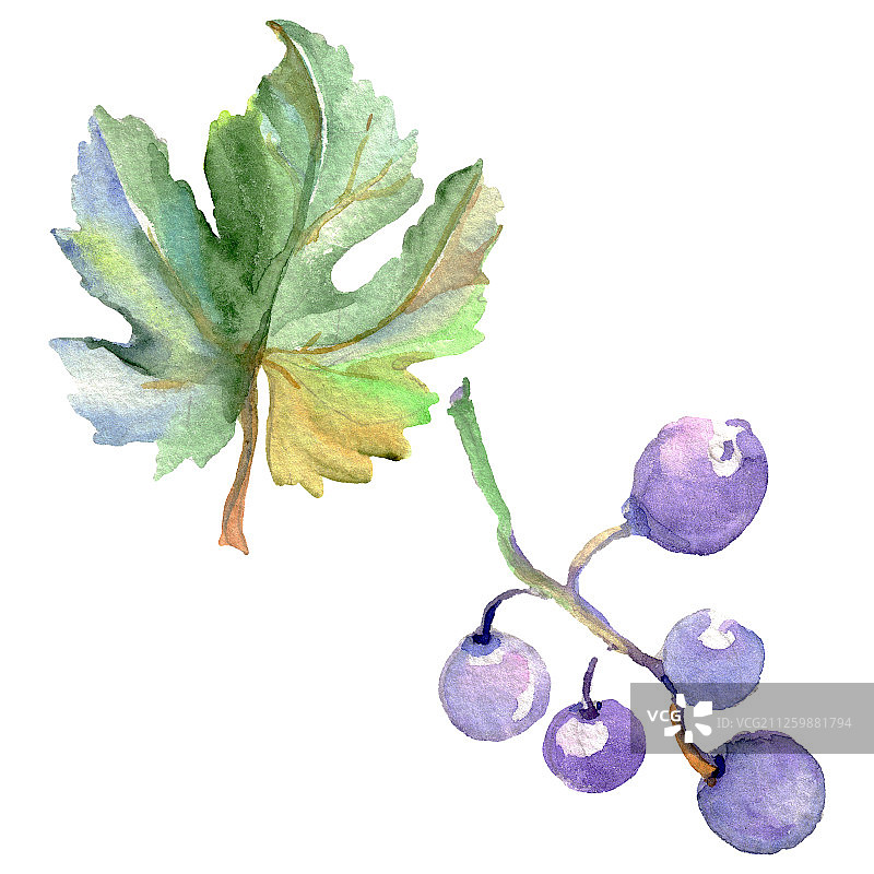 水彩风格的葡萄浆果健康食品。水彩背景素材。孤立的水果插图元素。图片素材