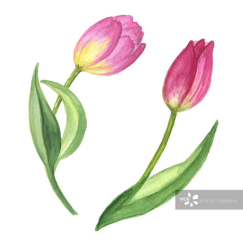 紫色郁金香水彩花卉植物背景插画图片素材