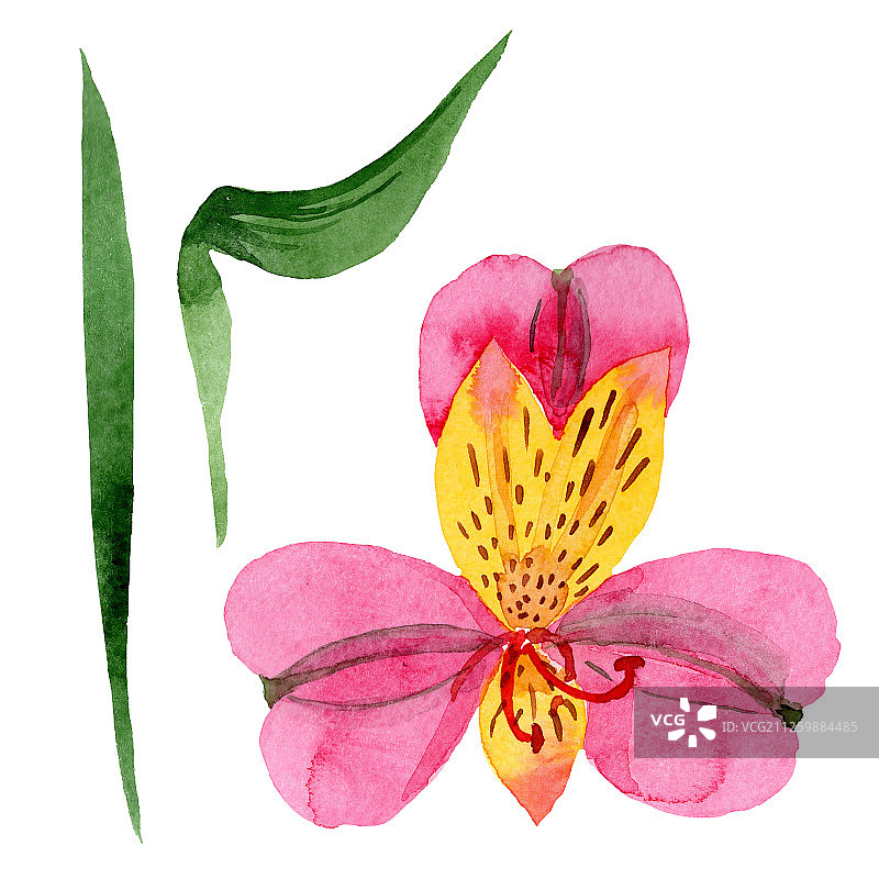 粉色六出花卉植物花卉。水彩背景集。孤立的六出花图示元素。图片素材