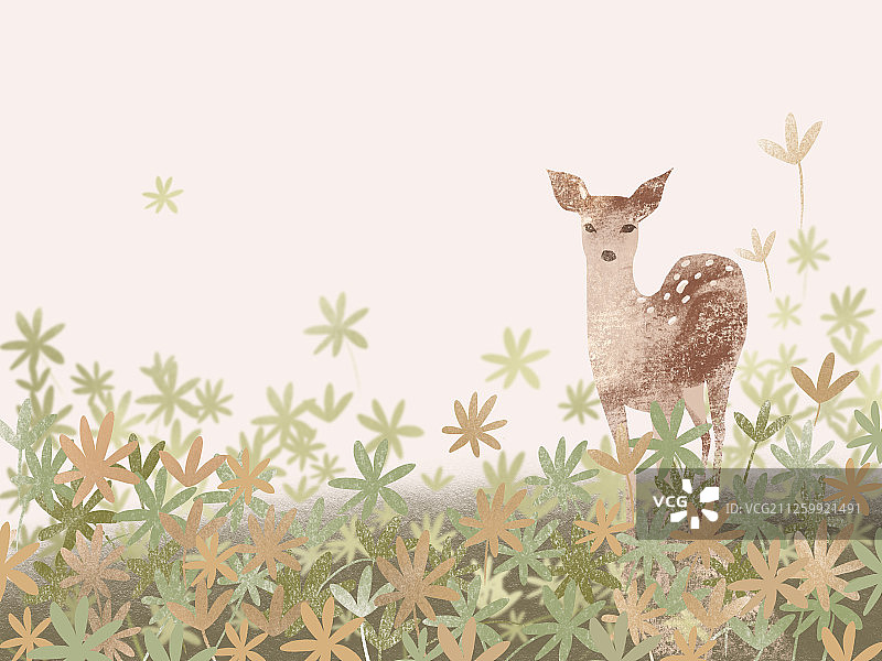 草丛中的小鹿图片素材
