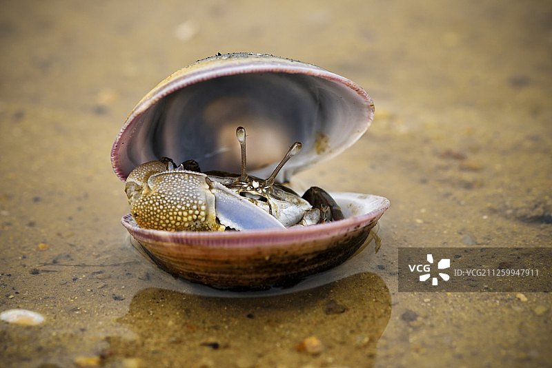 中国香港元朗区深湾拉姆萨尔湿地,一只雄性招潮蟹藏在旧壳里图片素材