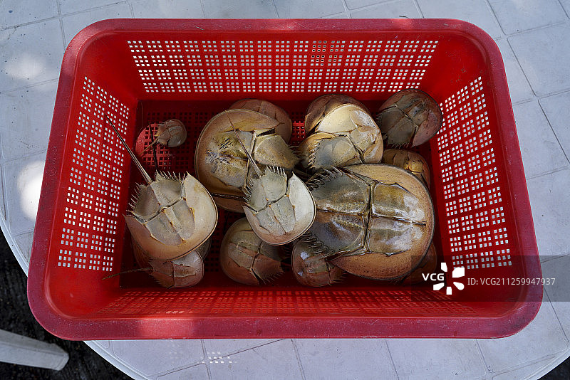 中国香港新界元朗区,面对后海湾的下白泥的旧贝壳、中国鲎图片素材