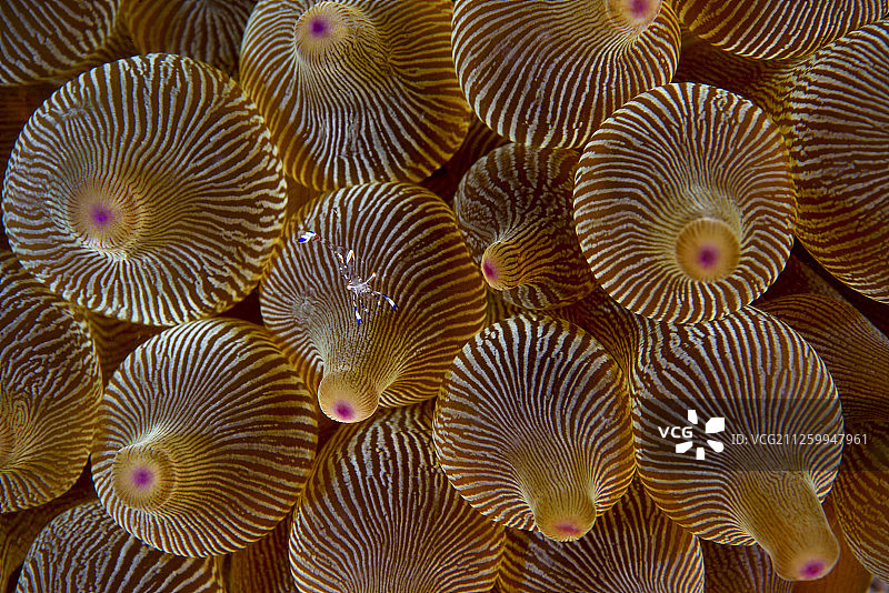 中国香港西贡群岛的栖息岛上的海葵虾图片素材