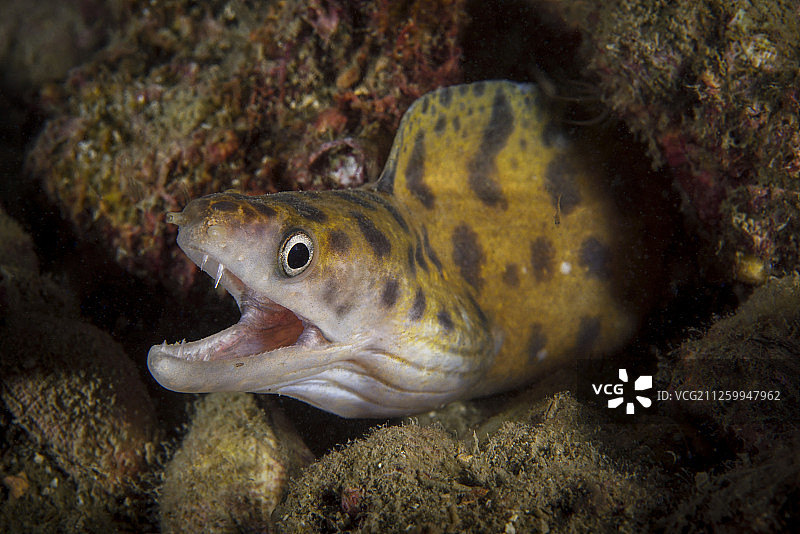 理查森海鳝，香港西贡图片素材