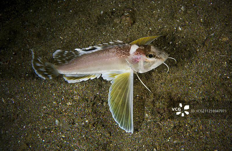 眼斑海鲉，中国香港西贡群岛庇护岛图片素材
