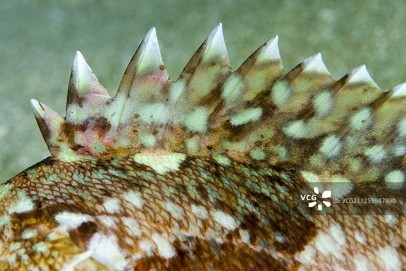 中国香港西贡东郊野公园岸边的褐菖鲉图片素材