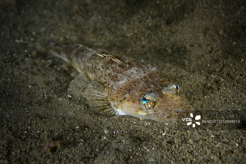 中国香港西贡群岛的鱼图片素材