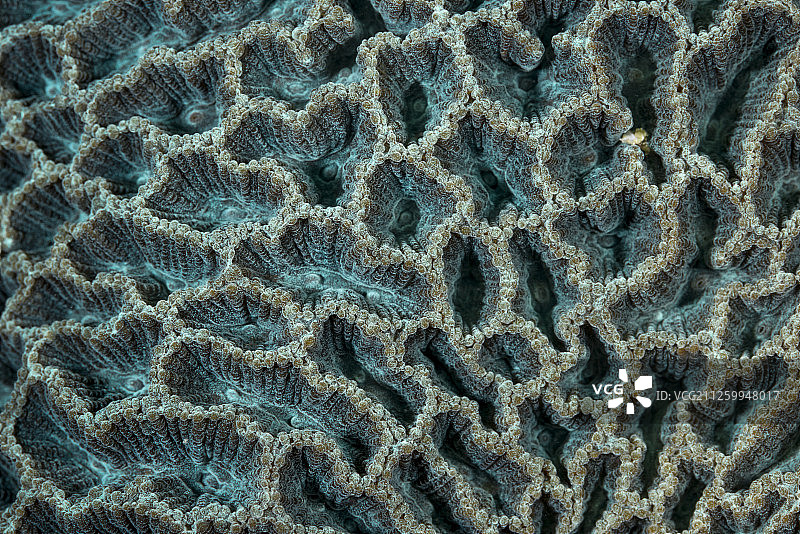 石珊瑚,Scleractinia,白腊仔,西贡,中国香港图片素材