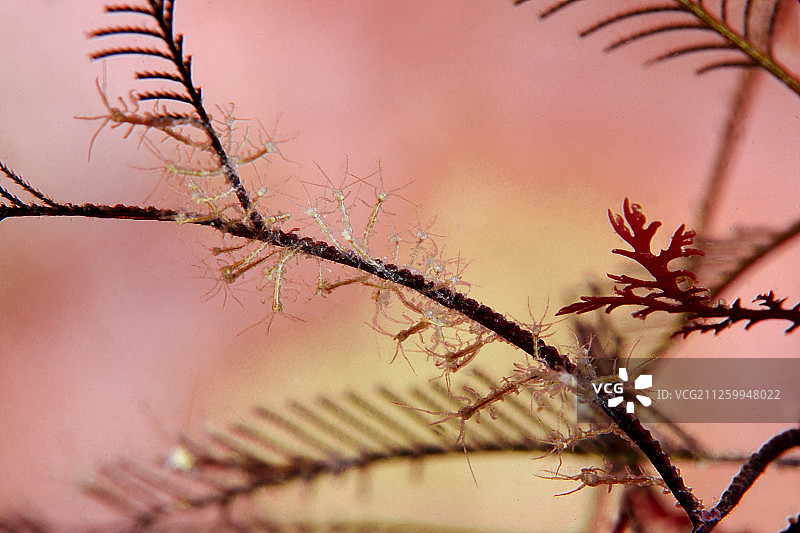 骨骼虾，短尾猿头虫，香港西贡破边洲，中国图片素材