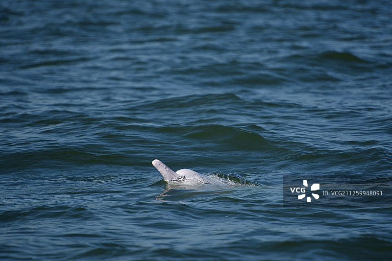 中国香港大澳的印度太平洋驼背豚，中华白海豚，粉红海豚图片素材