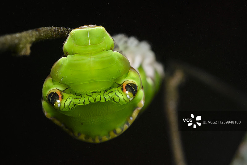 红 Helen 凤蝶幼虫，位于中国香港大帽山郊野公园图片素材