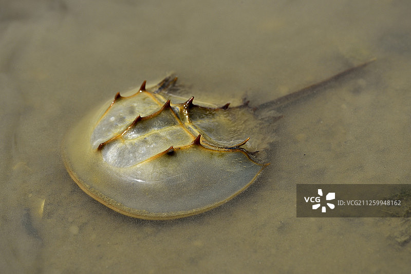 中国香港新界元朗区后海湾中华鲎图片素材