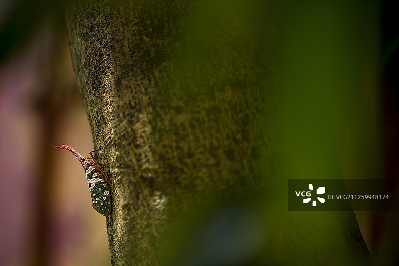 中国香港新界元朗区白泥深湾的灯笼虫图片素材