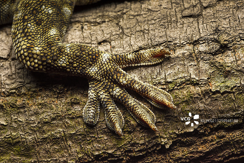 香港大屿山石壁的蛤蚧图片素材