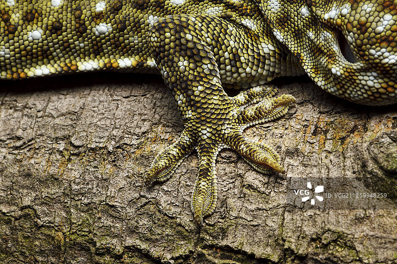 香港大屿山石壁的蛤蚧图片素材