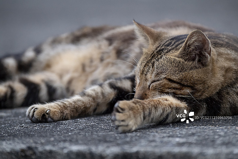 海洋生物：中国台湾绿岛图片素材