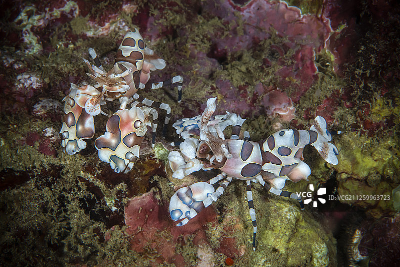 海洋生物：中国台湾绿岛图片素材