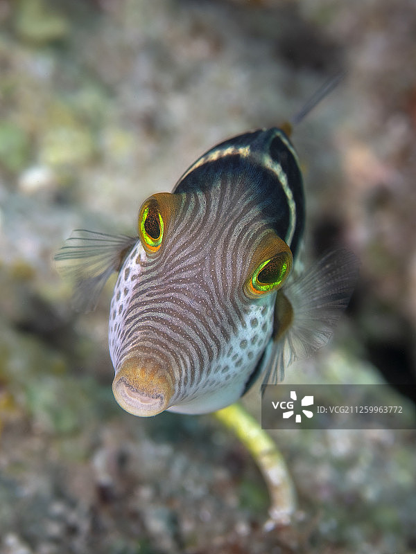 海洋生物：中国台湾绿岛图片素材