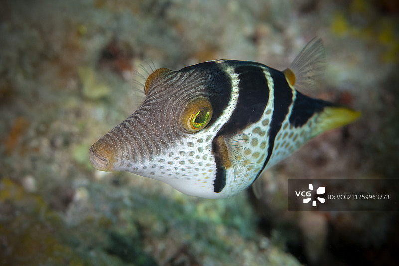 海洋生物：中国台湾绿岛图片素材