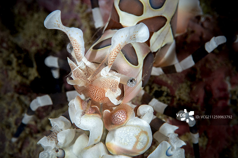 海洋生物：中国台湾绿岛图片素材