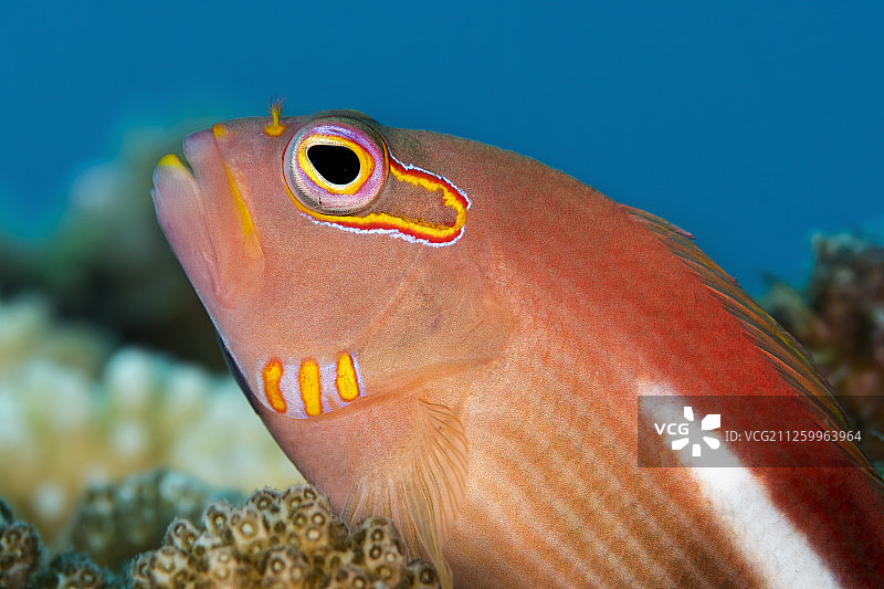 海洋生物：中国台湾绿岛图片素材