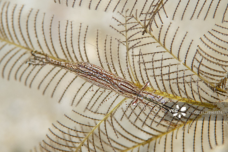 中国台湾垦丁公园的海洋生物图片素材