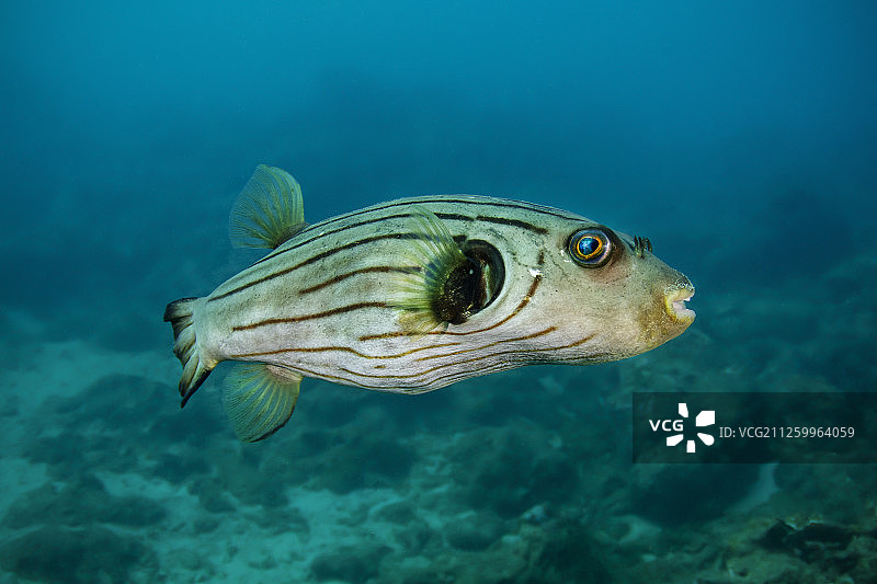 中国台湾垦丁公园的海洋生物图片素材