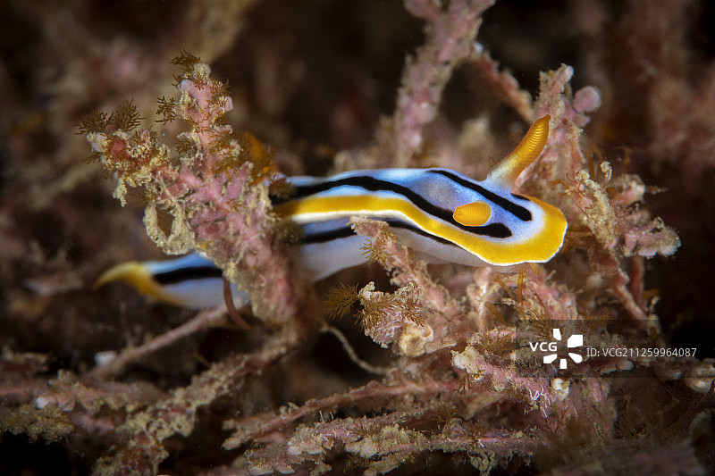 中国台湾垦丁公园的海洋生物图片素材