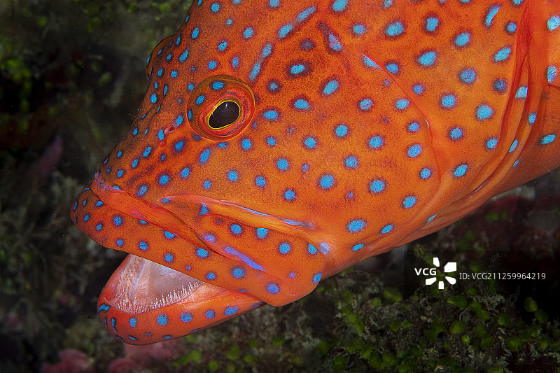 中国台湾垦丁公园的海洋生物图片素材