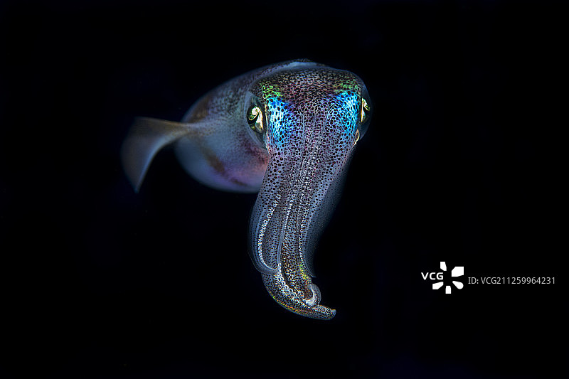 中国台湾绿岛附近海洋生物图片素材