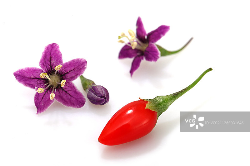 新鲜枸杞与枸杞花图片素材