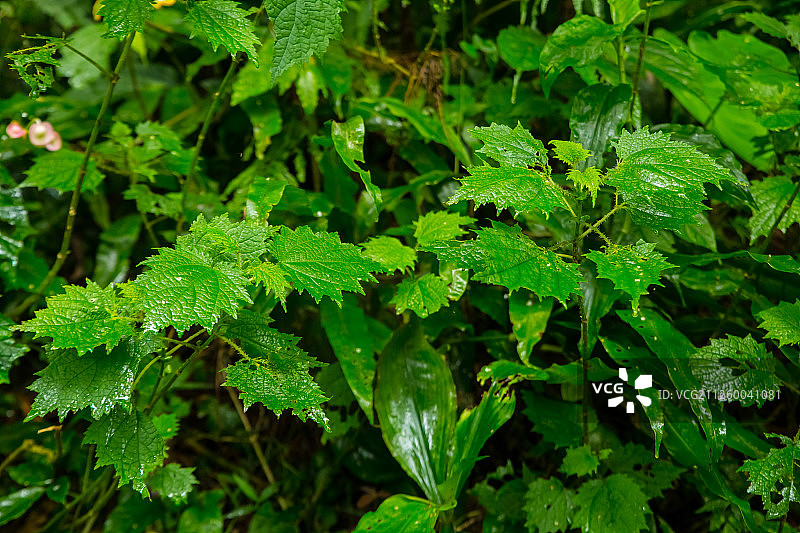 马武督探索森林之植物-咬人猫图片素材