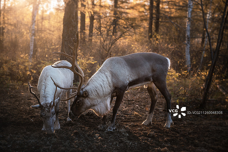 秋天童话图片素材