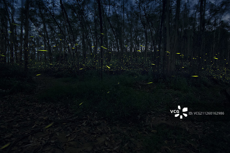 夜精灵图片素材